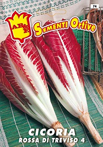 Cicoria Radicchio rosso di Treviso 4 semi in busta