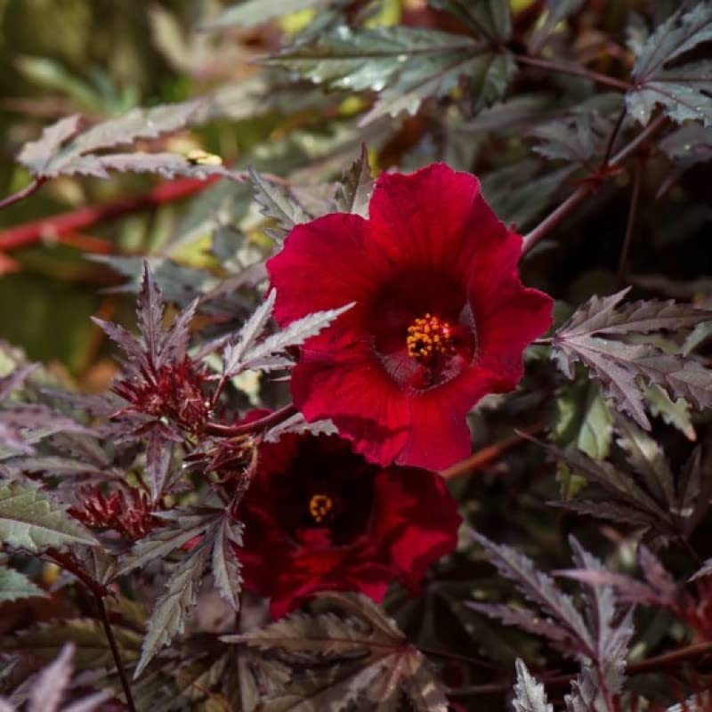 See full amazon price history chart for Mphmi Hibiscus Acetosella plant - Craneberry Hibiscus, Maple Leaf Hibiscus Mphmi Hibiscus Acetosella plant - Craneberry Hibiscus, Maple Leaf Hibiscus (B0B5LZT41L) Amazon Price History, Amazon Price Tracker