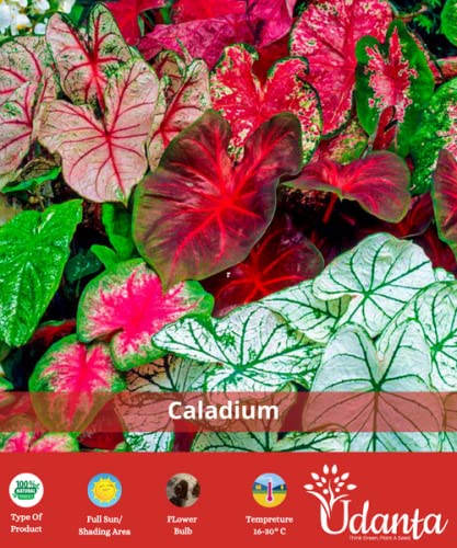 udanta Caladium Beautiful Fancy Leaves pack of 3 bulbs Seeds, Multicolour (BLLB0X71)