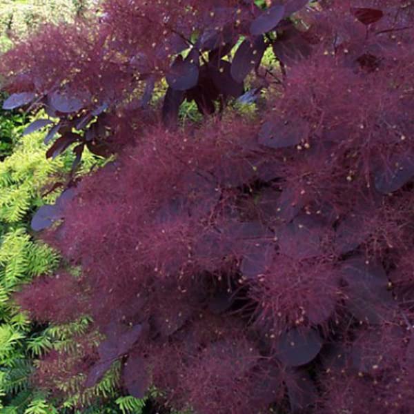 Cotino 'Royal Purple' 40–60 cm Vaso – Cotinus coggygria 'Royal Purple' – Foglia porpora ornamentale