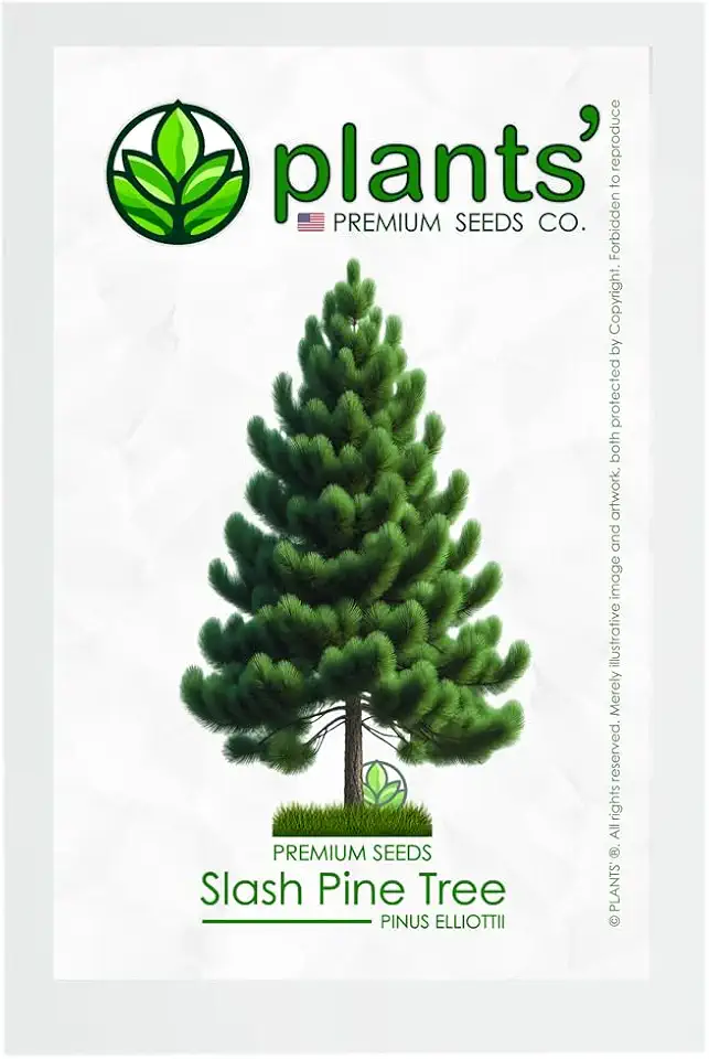 Slash Pine Premium Seeds — Pack of 100