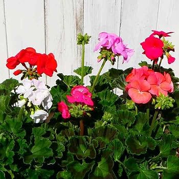 コンロンカピンク 苗 コンロンカの花 ピンク