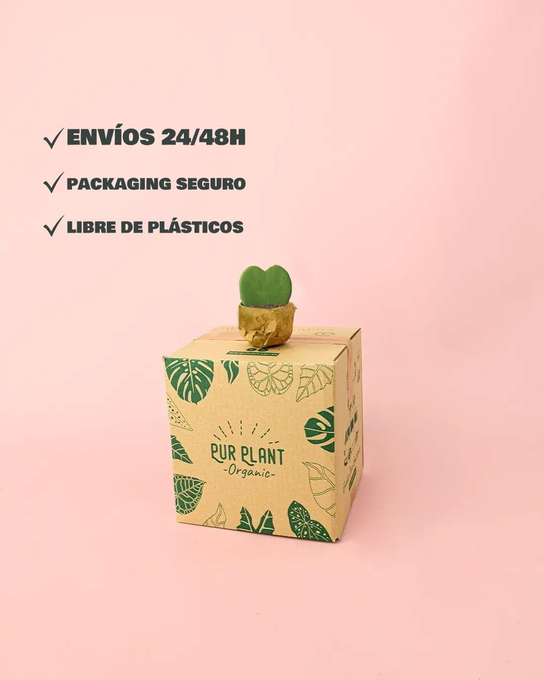 PUR PLANT Hoya Kerrii Mini | Planta Corazón Natural Pet Friendly | Planta de Interior Decorativa | Maceta de Ø6 cm