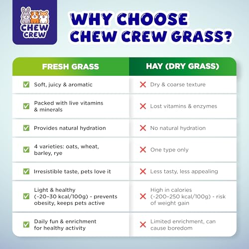 Fresh Grass for Rabbits, Guinea Pigs, Chinchillas, Hamsters, Gerbils – 4 Varieties (Oats, Wheat, Barley, Mix) – Healthy Hay Alternative – Live Boredom Buster Treat, UK Grown by Chew Crew - Image 3