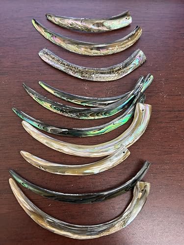 12 Pieces Drilled Blue Green Abalone Tusk Shell 2-5