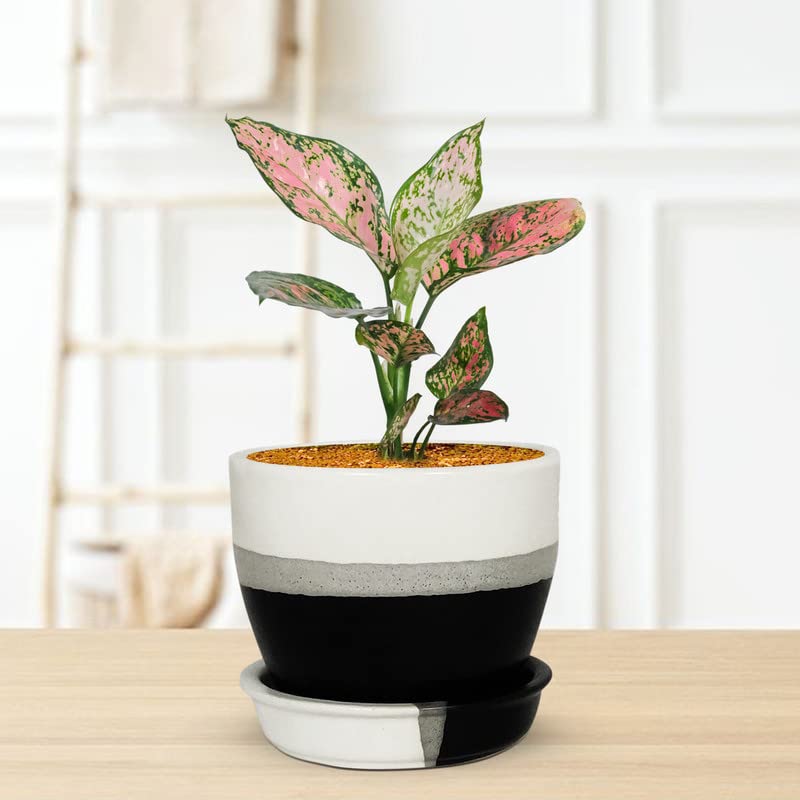 Lasaki Core with Plate Pastel Black Ceramic Pots for Indoor Plants, Planters, Flower, gamla,Outdoor,Balcony,Home,Round,Garden, Office Decor,Succulent Pot(D - 9 X H - 8 cm)(Plants not Included) (B0BZHX8YBB) Amazon Price History, Amazon Price Tracker
