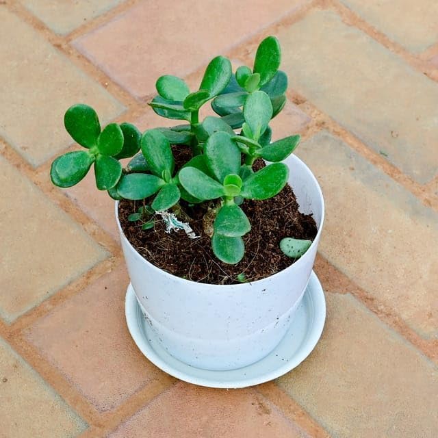 Jade Plant Live Indoor Succulent Money Plant for Home Décor & Office Desk-picture-51