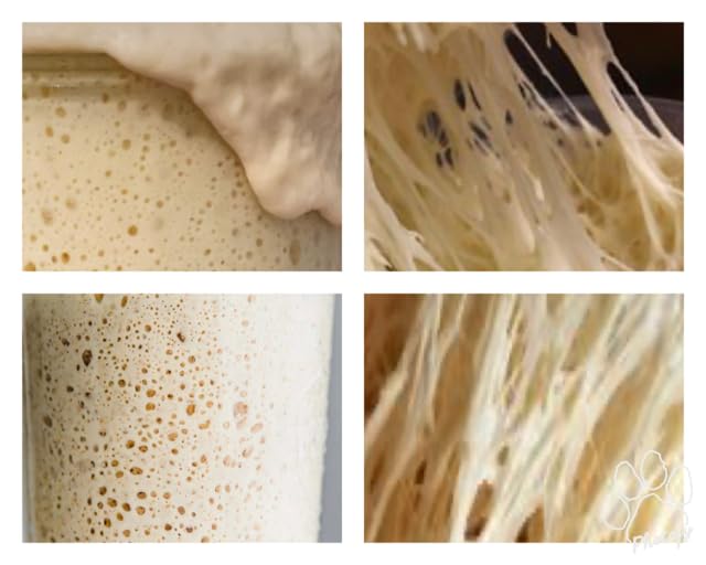 European Sourdough Starter from Germany 1786