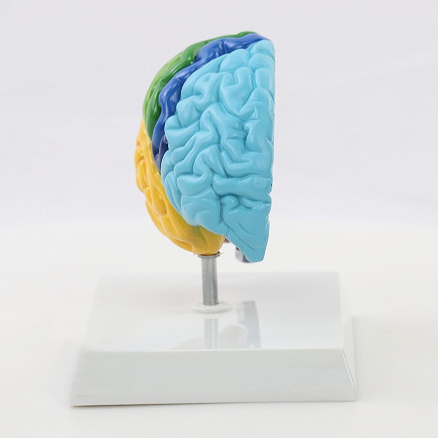 Model mózgu neurokortycznego 1:1 z prawej półkuli do edukacyjnego użytku medycznego