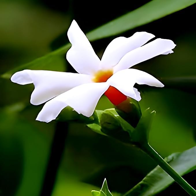 Image of Live 12 months flowering Parijat /Baromasi flowering | Harsingar live Plant & Tree | Night Flowering Jasmine | Night Queen Highly Fragrant Plant | Pack of 1 (harsingar plant)