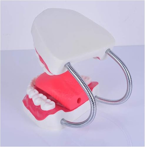 Miniatura 6 de Teeth Model for Educational - Dental Teeth Study Teaching Model - Life Size Human Mouth Teeth Model with Toothbrush - Standard Demonstration Teeth