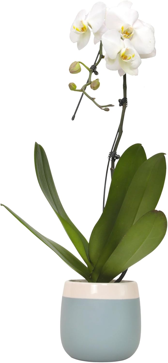 Large White Live Orchids Blooming in 5" Blue & White Orchid Pot, Pet Friendly Live Plant Gifts for Plant Lovers, Approx. 22"+ Tall, Real Houseplants, Phalaenopsis Moth Flowers by Plants for Pets