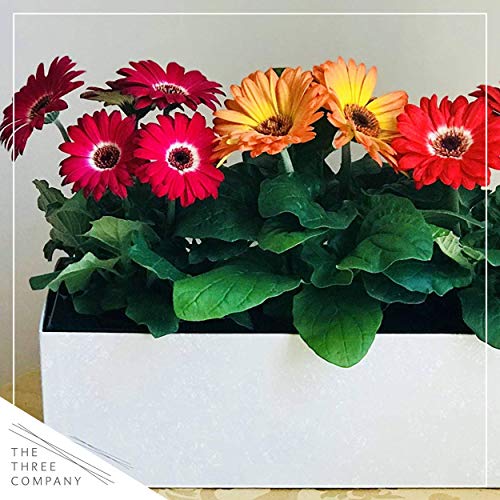 5" Gerbera Daisy - Assorted 5" Gerbera Daisy - Assorted