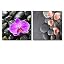 Pink Orchid and Coral Flowers