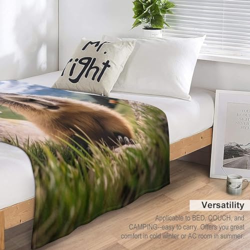 Couverture légère marmotte pour vos soirées cocooning