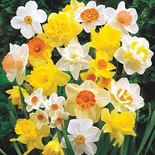 Bulbos de mezcla de narcisos para plantar, flores perennes fáciles de cultivar para jardín o contenedores (25 bombillas)