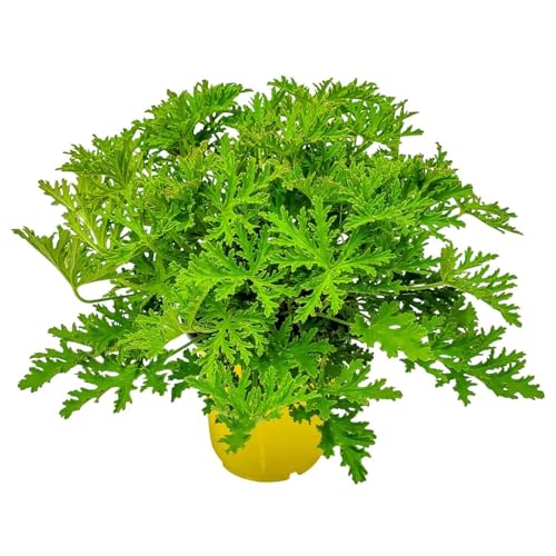 Citronella Plant - Mosquito Plant - Pelargonium Citrosum - Live