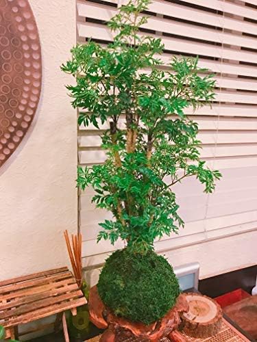 Ming Aralia, Large Tree - Kokedama (Moss Ball), 4.5 X 4.5 X 16 Inch Tall, Natural Green