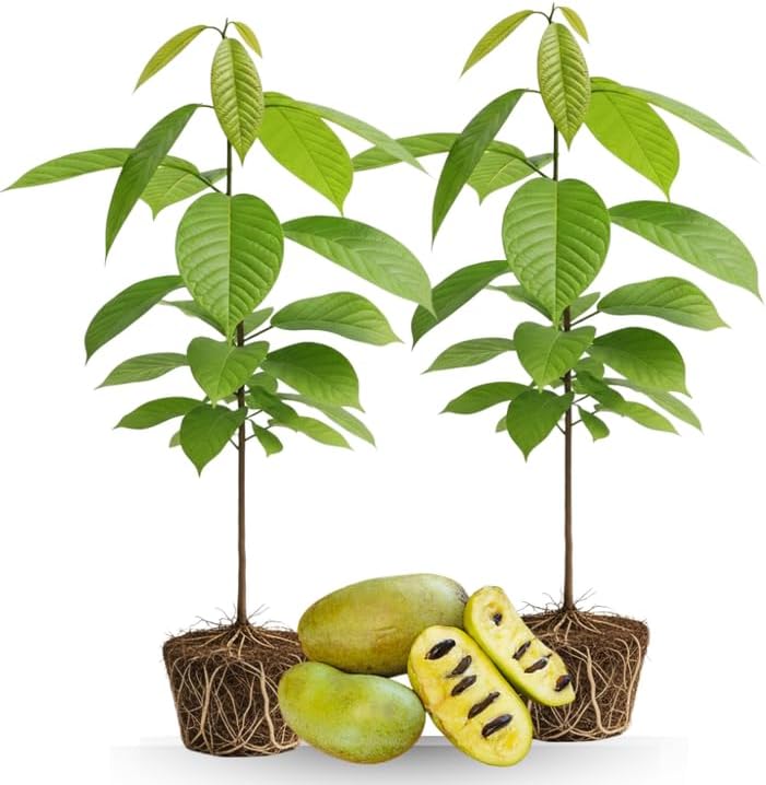 4 Live Pawpaw Tree, Well-Rooted 12-24" Tall, Cold-Hardy Edible Plant for Landscapes and Home Orchards, Dormant Plant