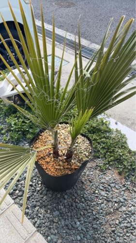 観葉植物 ワシントンヤシ」の人気商品一覧 | 安い商品を通販サイトから