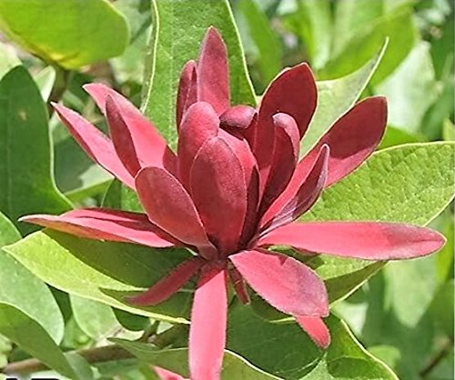 10 Sweetshrub Carolina Allspice Fragrant Calycanthus Floridus Shrub Flower Seeds #TOP30