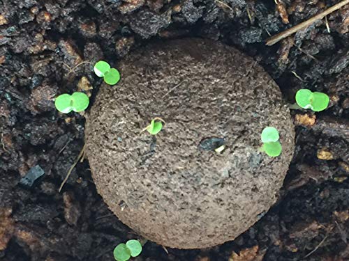 Peppermint Herb Seed Balls (Mentha Piperita, Pack Of 20) - Seed Bombs Make Gardening Fun And Easy! #TOP2