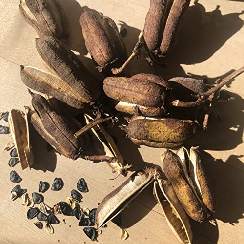 Organic Yucca Seeds (Yucca filamentosa) 50 Seeds (0.5 Grams) - Adam\'s Needle, Spanish Bayonet, Yucca, Needle Palm Seeds by Smoke Camp Crafts