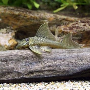 Amazon 熱帯魚 レモンフィン プレコ ｓサイズ ワイルド １匹 北海道 九州航空便要保温 Charm チャーム 水槽 アクアリウム 通販