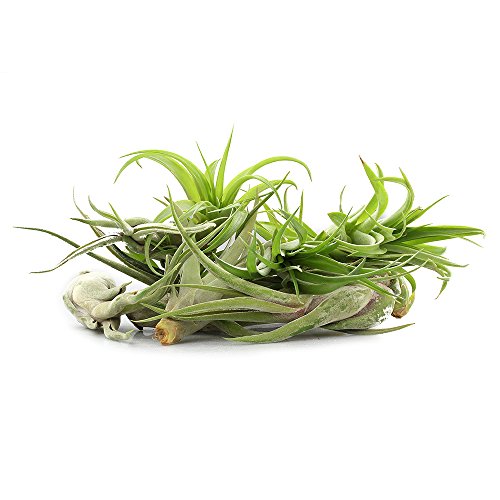 NW Wholesaler - 12 Pack Medium Assorted Live Tillandsia Ionantha Air Plants, 2-4\" Each - Wholesale Live Indoor House Plants for Terrariums, Shop Rainforest Guatemala Air Plants in Bulk