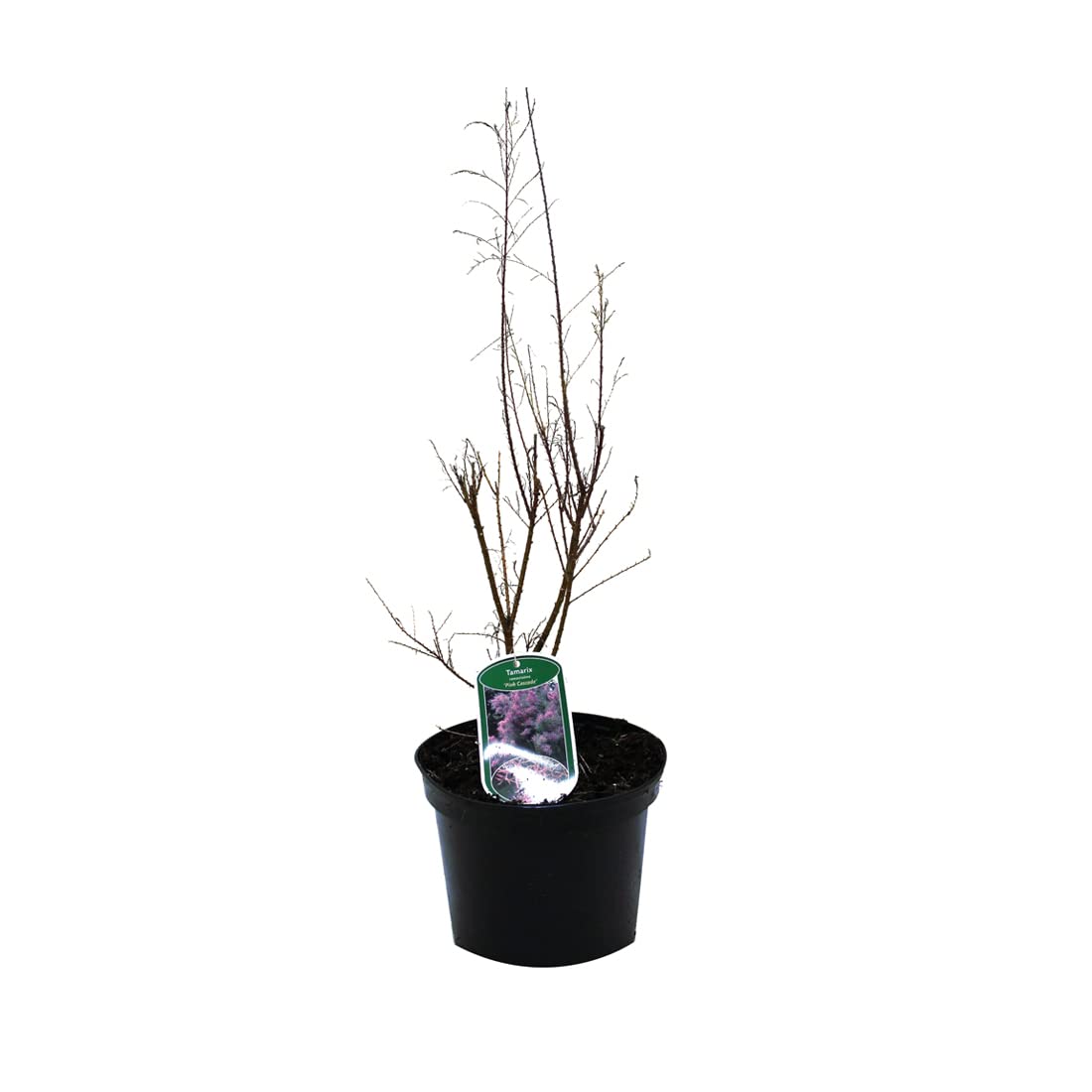 3 x Tamarisco de verano 'Pink Cascade' - Tamarix Ramosissima 'Pink Cascade' 60-80 cm en maceta