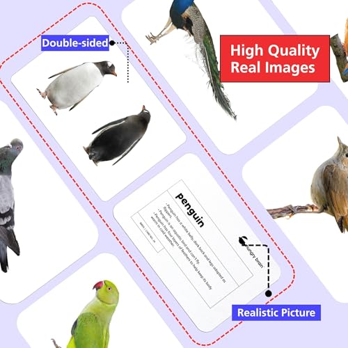 Image of hungry brain Flash Cards for Toddlers, 24 Birds Flashcards, Double-Sided, Montessori, Educational, Kindergarten - Preschool Learning Activities, Gifts for Kids, 1, 2, 3, 4 Years Babies
