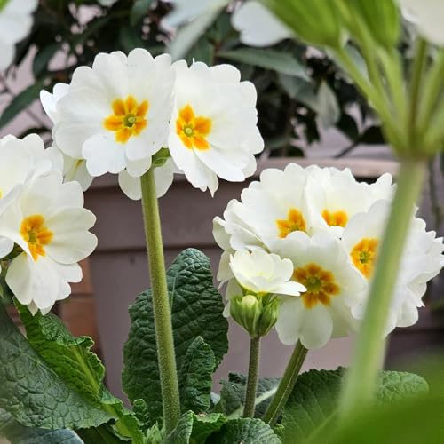 semi resistenti di primule, campo, aiuole rialzate di primula, campo da balcone, giardino 60pcs