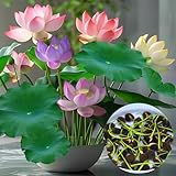 WARME TIPPS---Bitte lesen Sie vor dem Kauf die Pflanzhinweise zum Produkt, sie werden Ihnen helfen, Lotus erfolgreich zu kultivieren! Wenn Sie Fragen haben, kontaktieren Sie uns bitte und wir werden Ihnen innerhalb eines Tages antworten