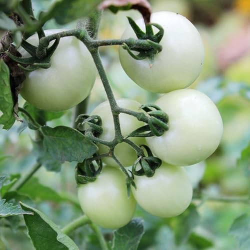 SeedsUP - 50+ Snow Cherry Tomato - Vegetable White