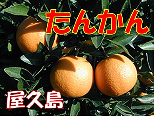 屋久島産 たんかん 約５ｋｇ入り ご家庭用向き （サイズは指定できません