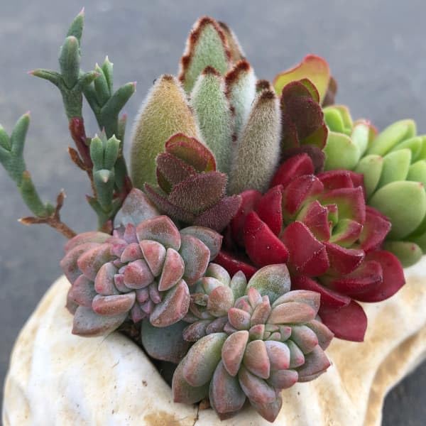 Amazon｜多肉植物の寄せ植え・ピーナッツ（幅12cm）｜観葉植物