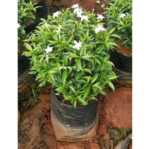 Image of Chandani White Flower Live Plant | Chandani Plant with Pot | White Flowering Plant for Home Garden Balcony Outdoor