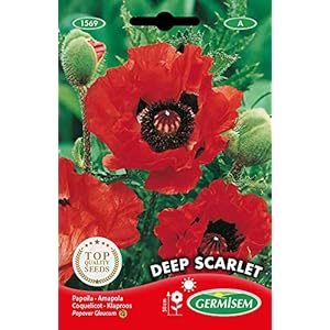 Germisem EC1569 Deep Scarlet Papaverzaad 1 g
