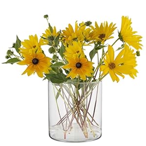 Glaszylinder H: 15 cm Blumentopf Glas Zylinderform Glasvase Rund Dekoglas für Kerzen Durchsichtige Vase Rund Tulpen Vase Glaszylinder für Kerzen | ⌀ 15 cm | 2350 ml | Calen