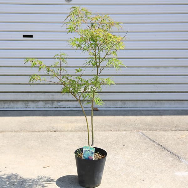 Amazon.co.jp: 庭木・植木：モミジの木 琴の糸もみじ* 琴の糸モミジ