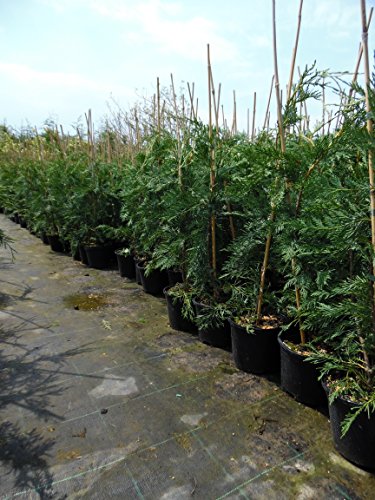 50 Green Leylandii, (x Cupressocyparis Leylandii) Leyland Cypress, 2L Pot, 80-100cm (2.6-3.3ft) in Height Evergreen Conifer Hedging Plants