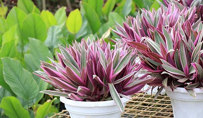 Garden Art Indoor Air Purifying Plants for Home Decor, Office Decor, Garden | Pack of 1 | Rhoeo (B0B8ZHXL6F) Amazon Price History, Amazon Price Tracker