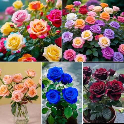 Rose Seeds 308pcs – Perennial Flowers for Pots, Balconies & Garden Beds – Easy Care,...
