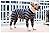KZOBYD Dog Pajamas Flexible Pet Sleeping Jumpsuit Breathable Dog Nightclothes Comfy Puppy Four Legs Recovery Suit Pullover Sleepwear Onesie for Medium Dogs Large Dogs Indoor Outdoor(Striped,XX-Large)