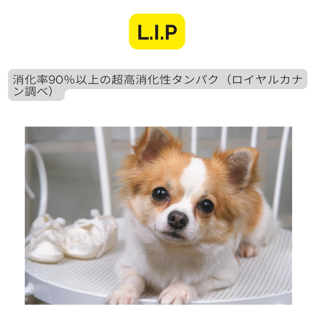 Amazon.co.jp: 生後8ヶ月以上 Salier Lurienロゴ（自社