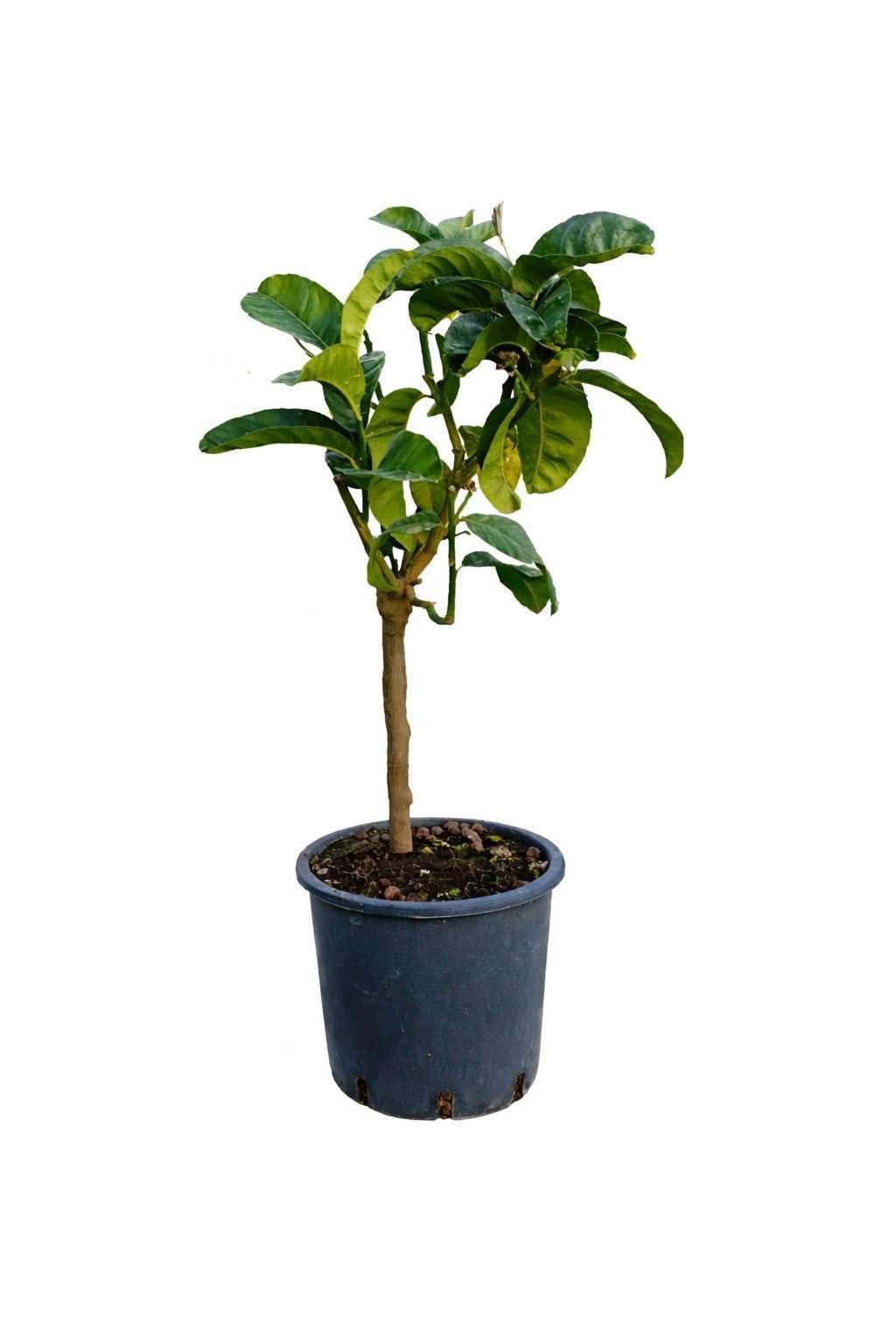 Pianta di Cedro Mano di Budda (vaso - 20) - Immagine reale