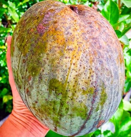 Green Colections Brunei King Mango Rare Authentic 4KG Mango Aam Fruit Plant Grafted || Live Fruit Plant For Home Garden (B0CQ8K59WQ) Amazon Price History, Amazon Price Tracker
