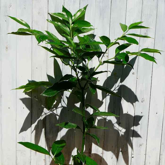 シナモン 観葉植物 おしゃれ 美品 限定 Amazon.co.jp: シナモン 観葉植物 7号鉢 全高90cm スパイス ハーブ