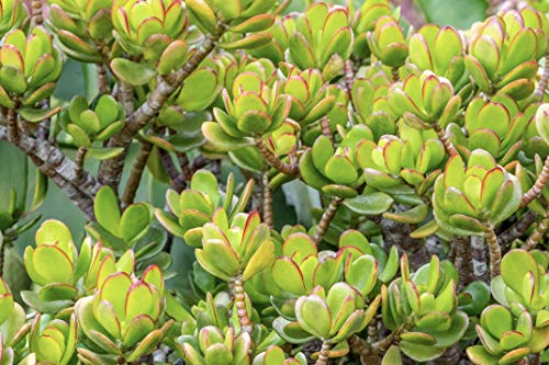 Sedum The Best Amazon Price In Savemoney Es