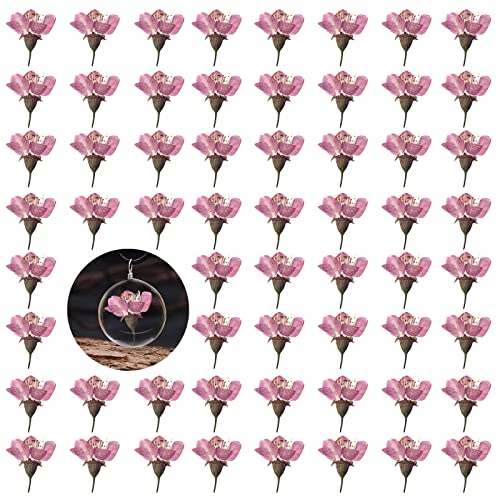 Flores de Cerezo Secas Prensadas, 60 Piezas miniatura 1